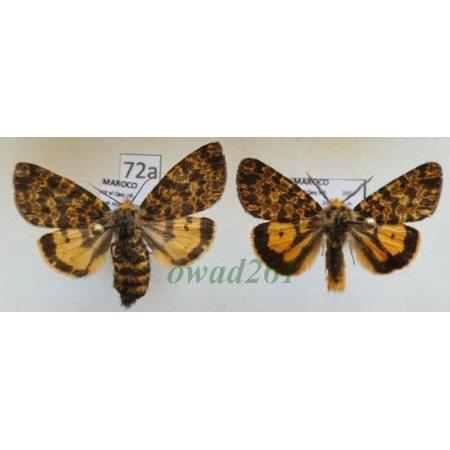 Maurica joiceyi (Talbot, 1928) pair ex. ovo Morocco72a